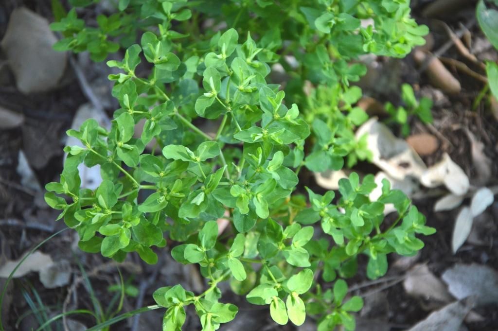 da confermare Euphorbia peplus ?